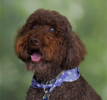 pet image