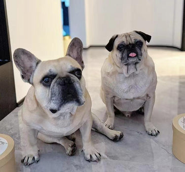 pet_mug_before_image