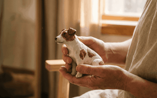 The First 7 Days of Pet Loss