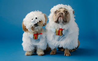 Top 10 Christmas Pet Films to Watch This Holiday Season